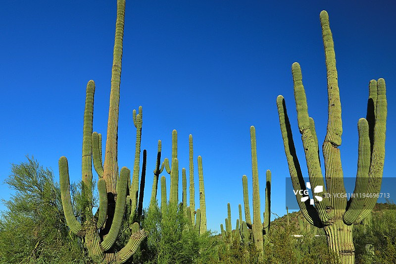 亚利桑那沙漠中的多棵巨人柱仙人掌图片素材
