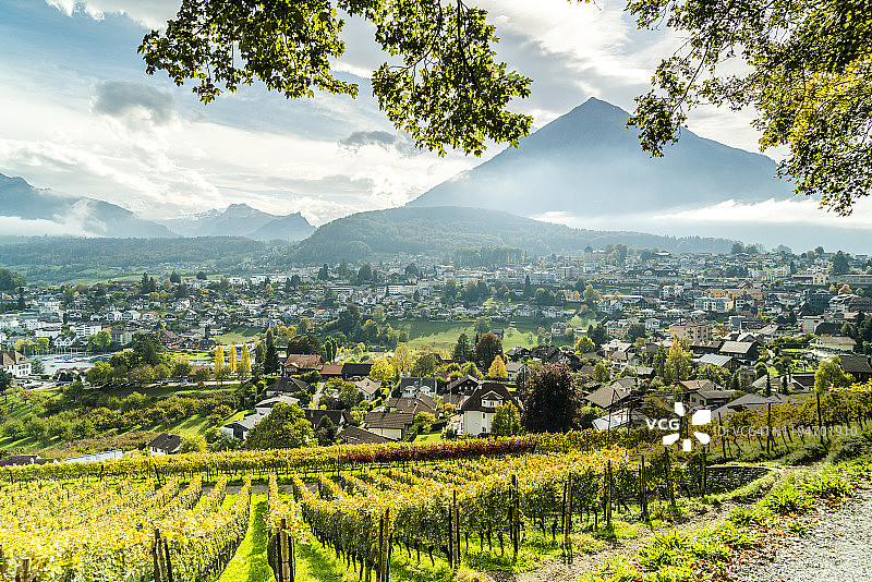 瑞士伯尔尼施皮茨秋季葡萄园行图片素材