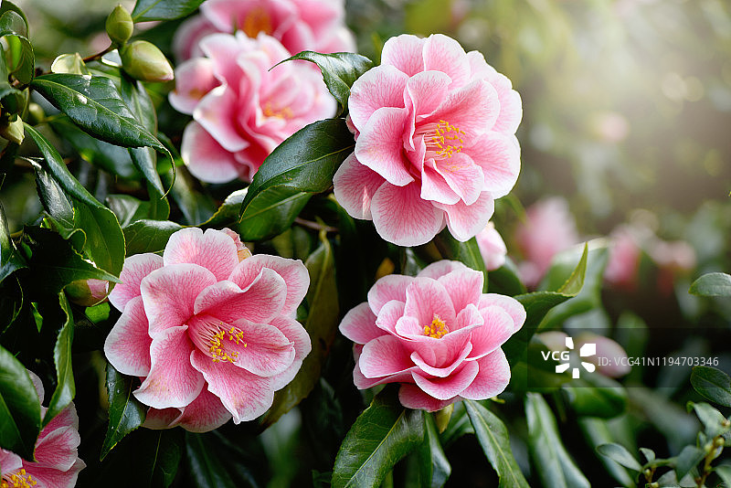 粉色山茶花特写图片素材