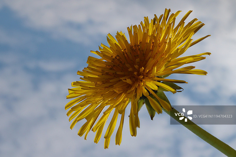 金色蒲公英的横向自然图像图片素材