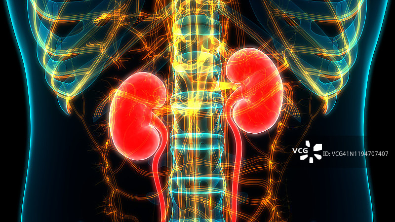 人体泌尿系统及肾脏解剖图片素材