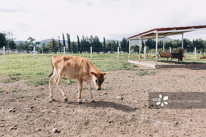 奶牛场里的小棕色牛犊图片素材