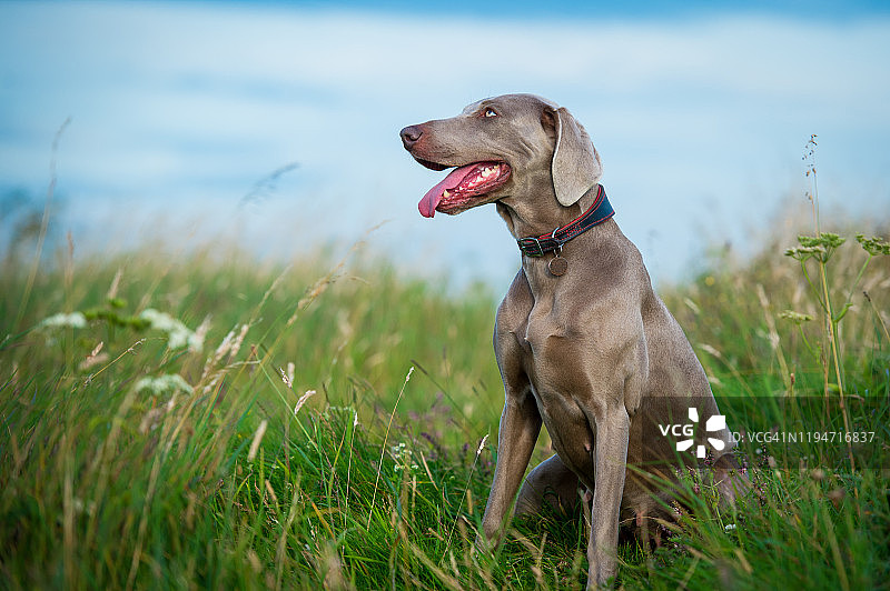 坐在乡村的魏玛犬图片素材