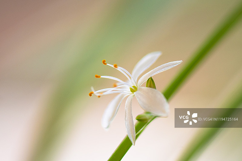 吊兰的白色小花特写图片素材