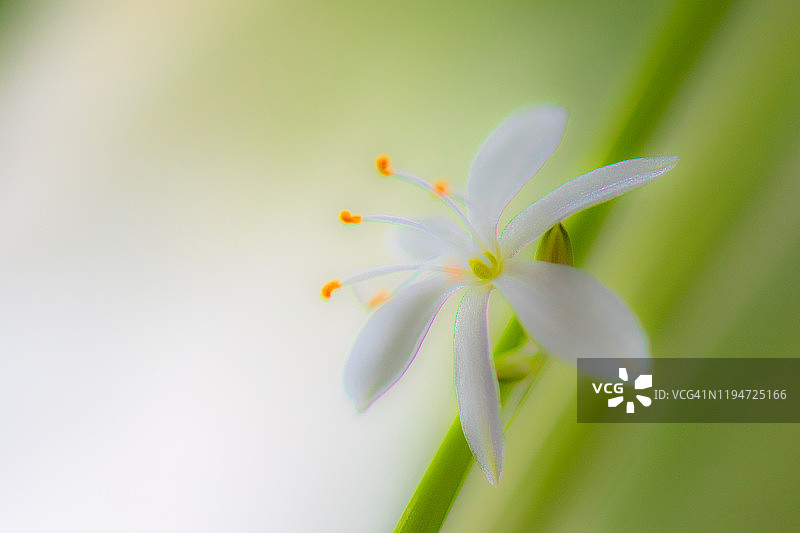 吊兰的白色小花特写图片素材