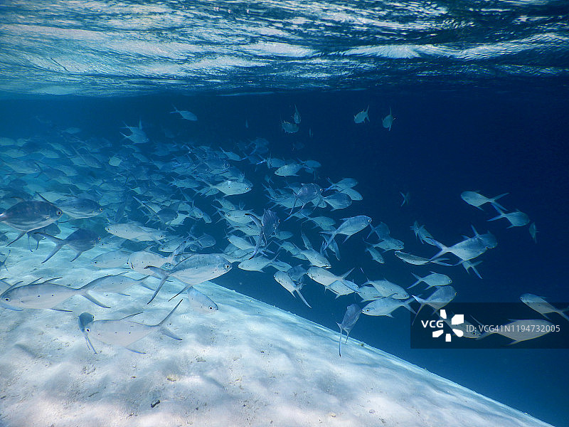 Trachinotus baillonii鱼群，马尔代夫菲哈后岛沙洲图片素材