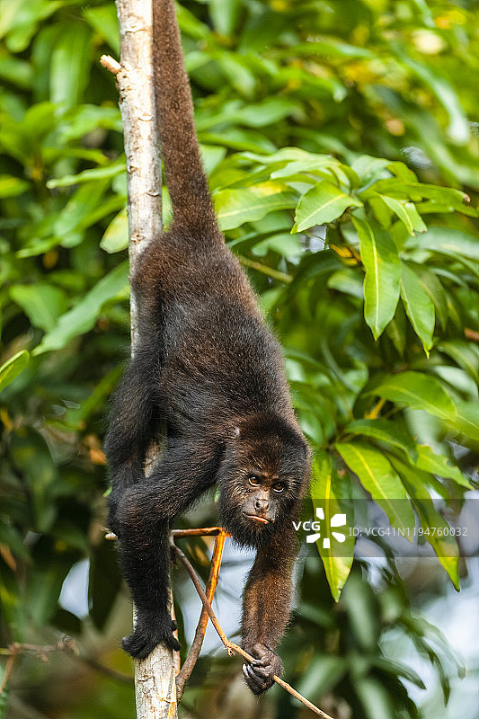 危地马拉黑吼猴图片素材