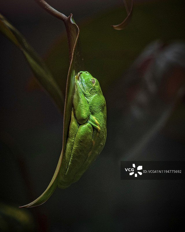 红眼树蛙图片素材