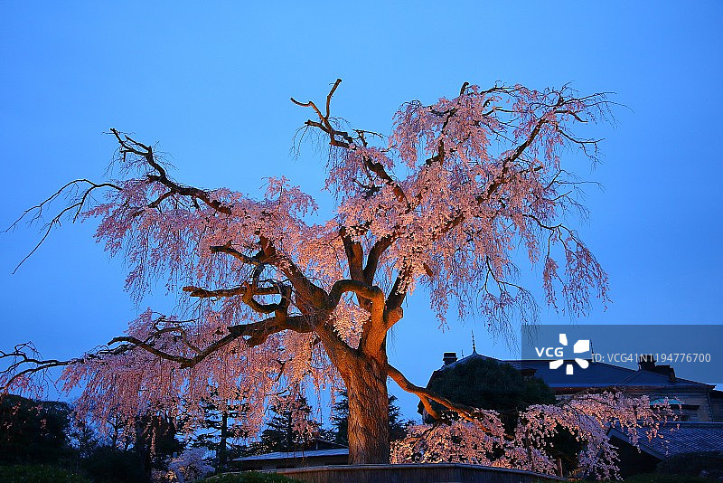 圆山公园图片素材