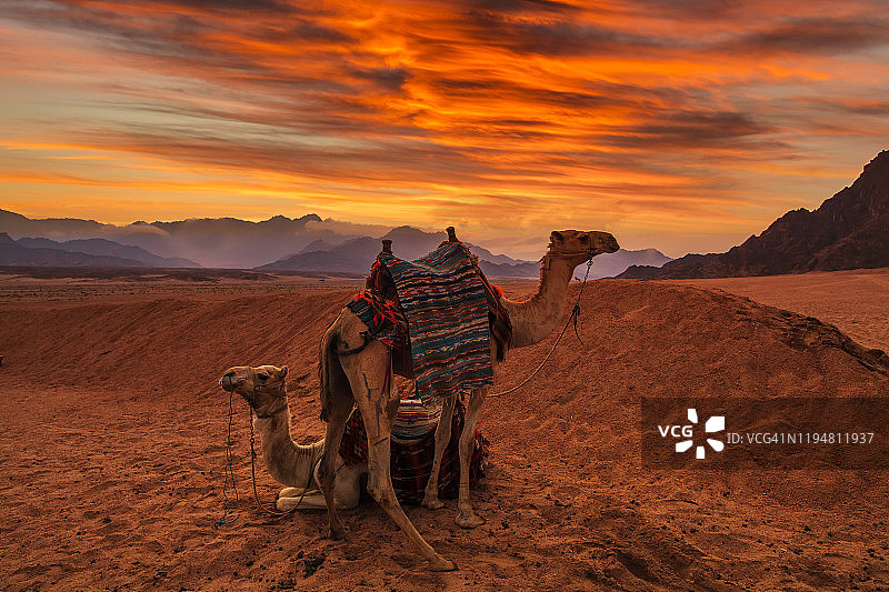 埃及西奈沙漠日落时分的骆驼图片素材