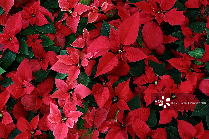 一品红植物特写，圣诞花（大戟属，圣诞之星，节日花卉）盛开粉红色和红色，圣诞背景图片素材