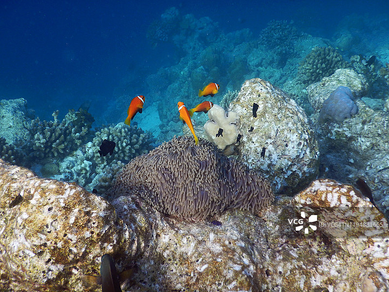 马尔代夫礁石上的小丑鱼和壮丽海葵图片素材