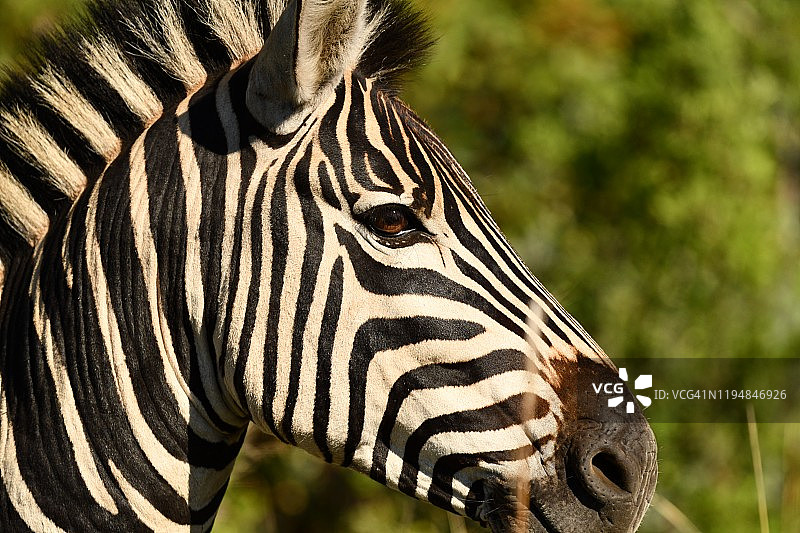 野生斑马近距离接触图片素材
