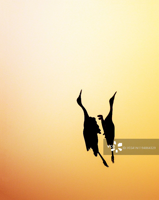 新墨西哥州博斯克德尔阿帕契的起重机平面设计剪影图片素材