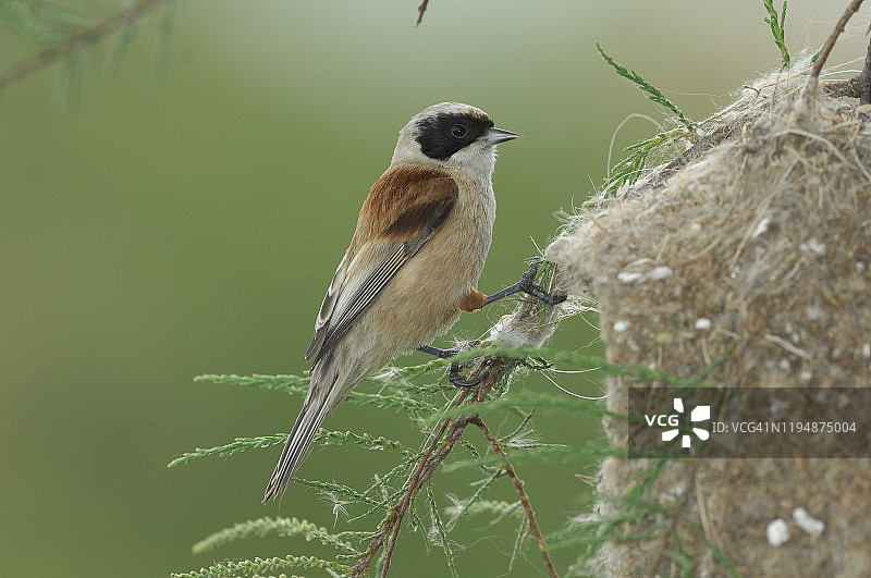 攀雀在巢（Remiz pendulinus）图片素材