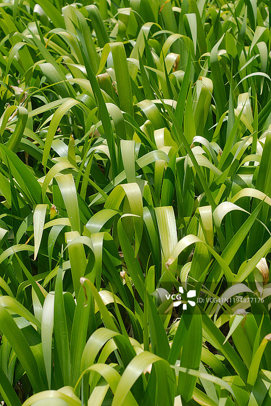 柠檬草图片素材