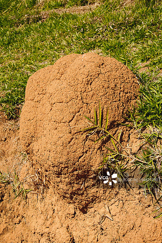 白蚁丘图片素材
