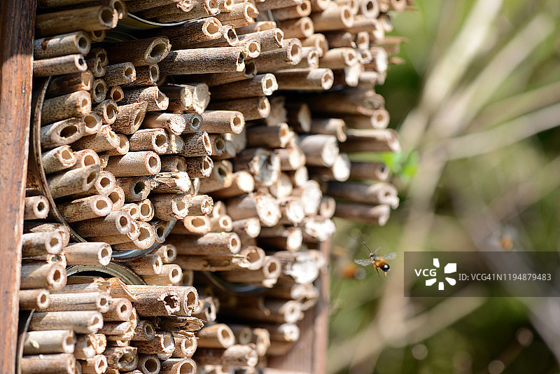 昆虫旅馆上的野生独居蜂图片素材