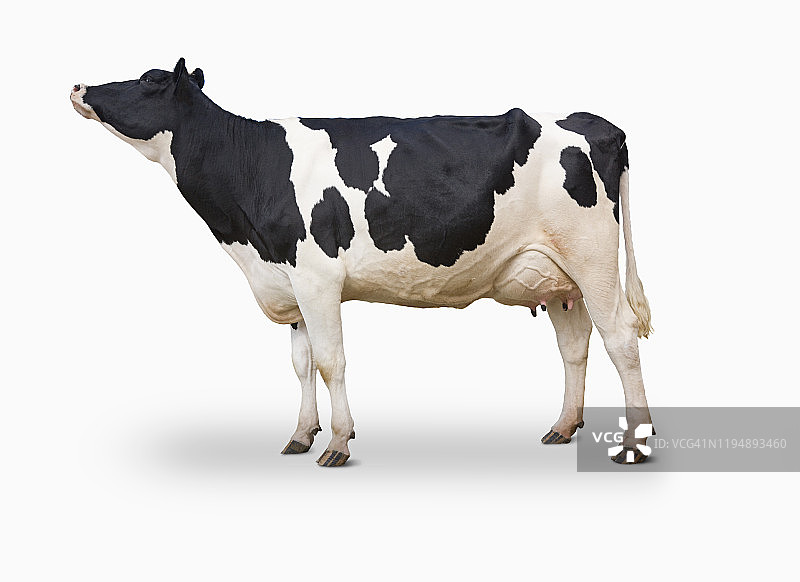 经典荷斯坦奶牛图片素材