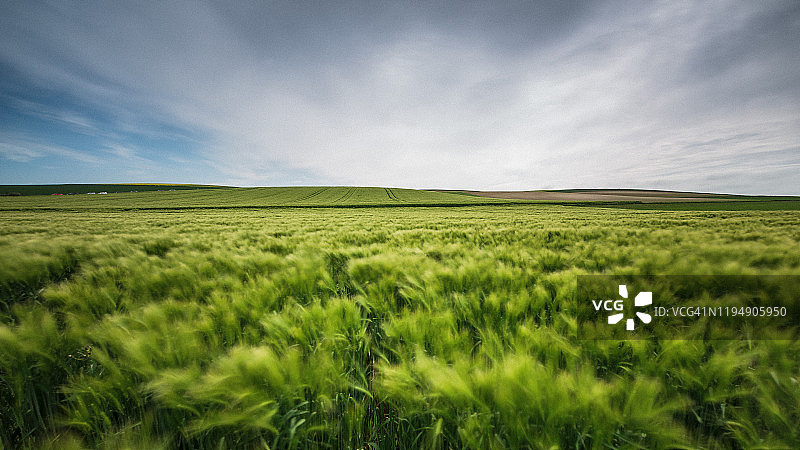 蓝天下的麦田图片素材