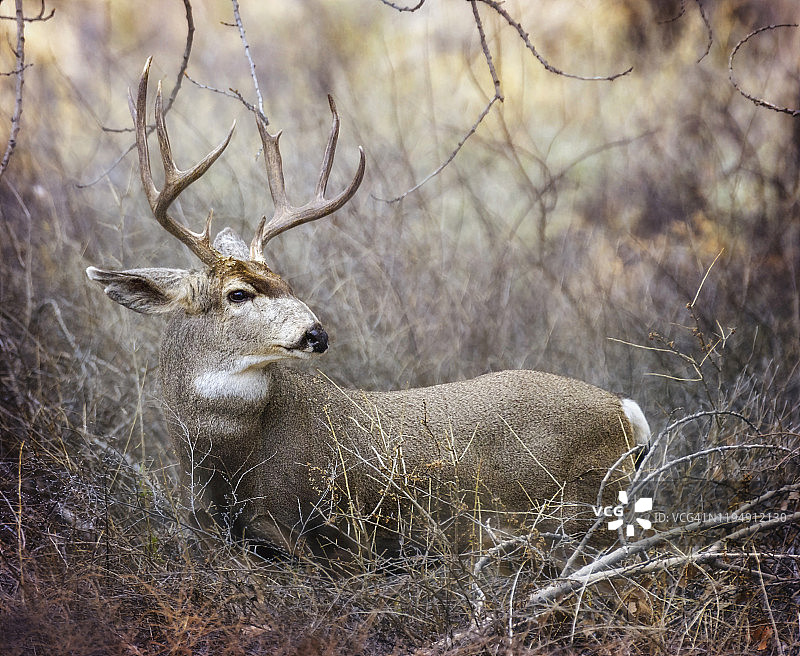 在新墨西哥州博斯克德尔阿帕奇摆姿势的雄鹿图片素材