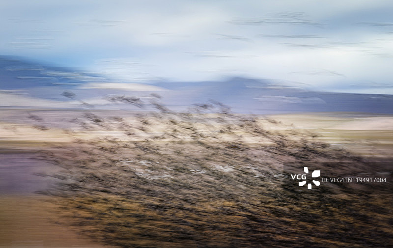 新墨西哥州博斯克德尔阿帕奇田野中黑鹂惊人运动的印象派图片素材