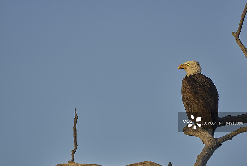 佛罗里达州梅里特岛国家野生动物保护区大西洋红树林海岸的野生秃鹰图片素材