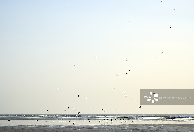 卡拉奇克利夫顿海滩日落时的鸟类（海景）图片素材