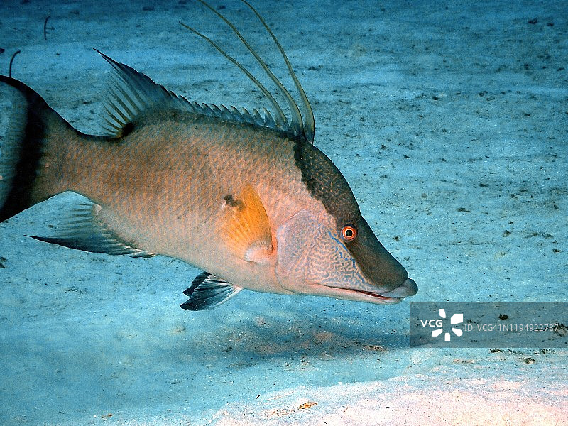 大开曼群岛的猪鱼图片素材