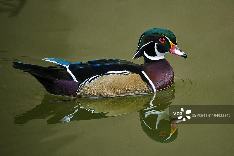 墨西哥狼图片素材