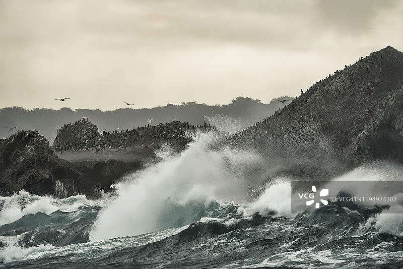 鸟岛，洛博斯角州立保护区图片素材