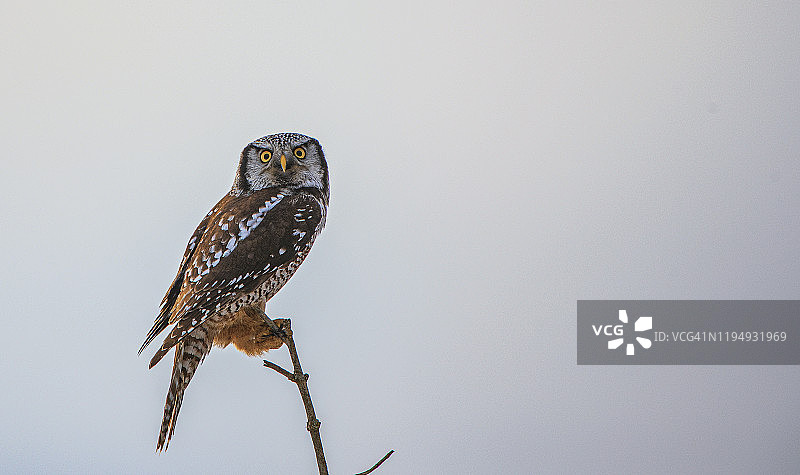 北鹰枭图片素材