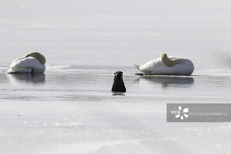 冰水中探出头的好奇水獭图片素材