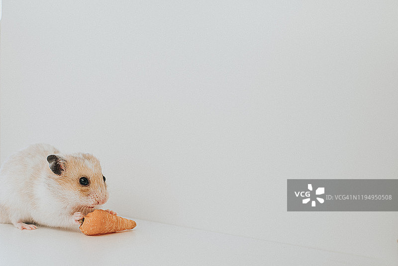 仓鼠吃胡萝卜图片素材