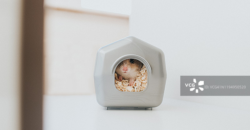 房子里的仓鼠图片素材