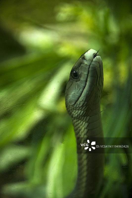 黑曼巴图片素材