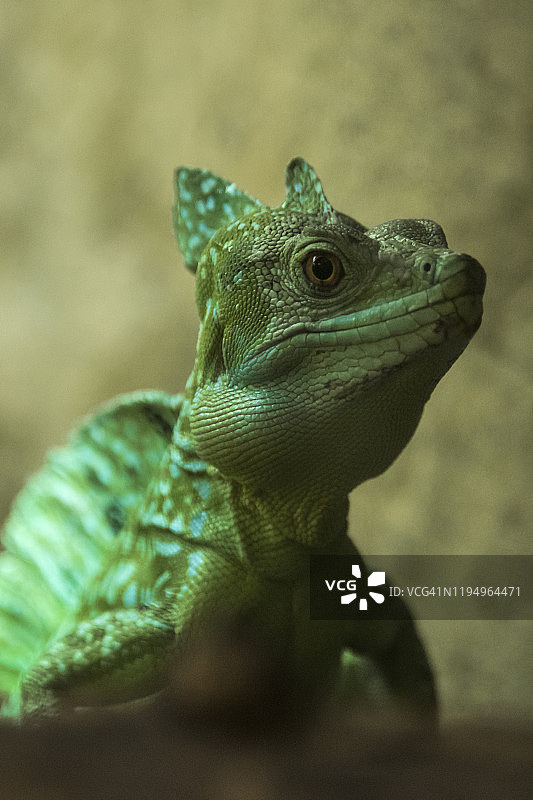 绿鬣蜥图片素材