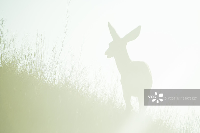 黑尾鹿图片素材