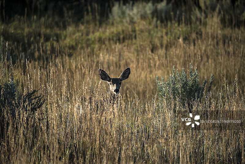 黑尾鹿图片素材