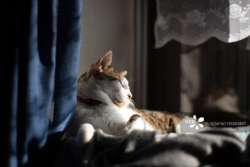 猫咪床上放松图片素材