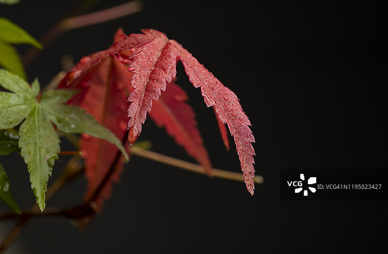 红叶日本枫（Acer Deshojo）的微距摄影，深色背景图片素材