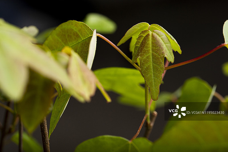 红色枫叶日本枫树（三角枫）在深色背景下的微距摄影图片素材