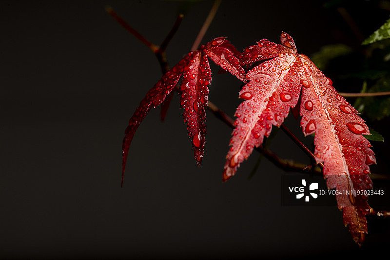 红叶日本枫（Acer Deshojo）的微距摄影，深色背景图片素材