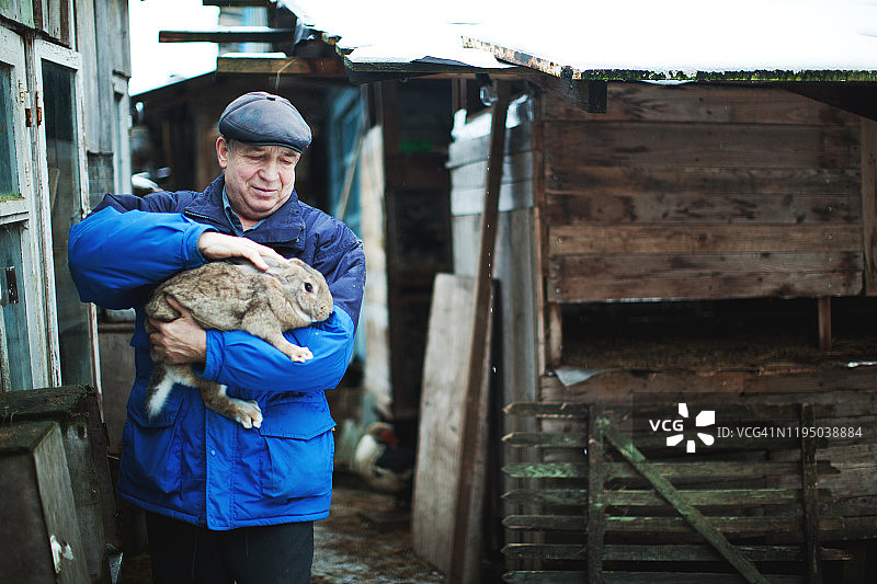 在农场工作的俄罗斯养兔人图片素材