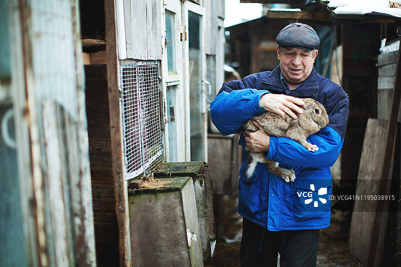 在农场工作的俄罗斯养兔人图片素材
