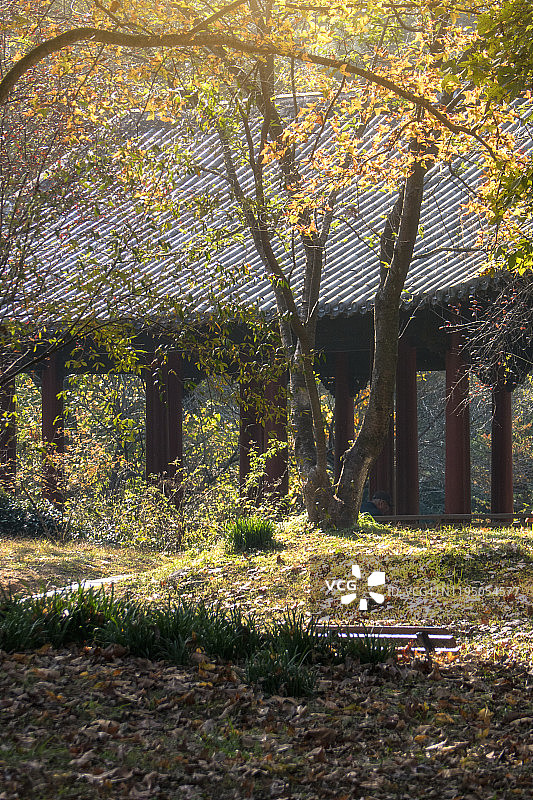 秋季杭州公园树林中的中国传统建筑图片素材