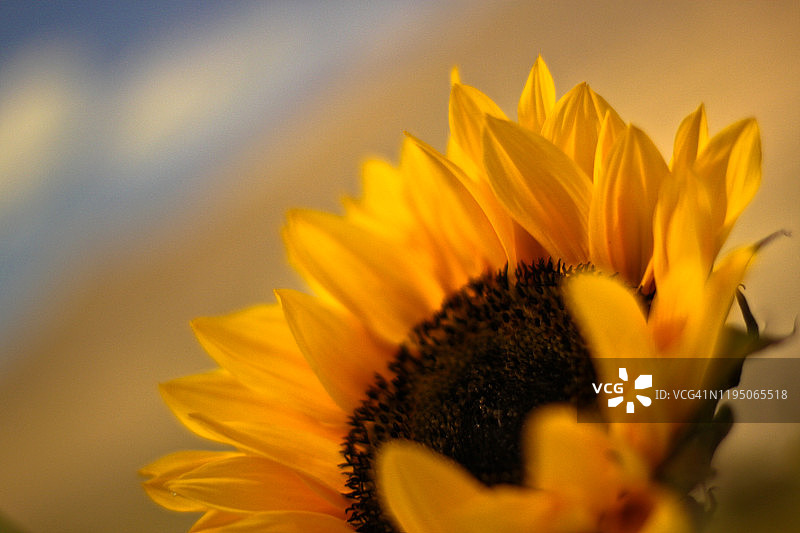 向日葵特写图片素材