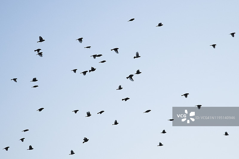 飞翔的麻雀群图片素材