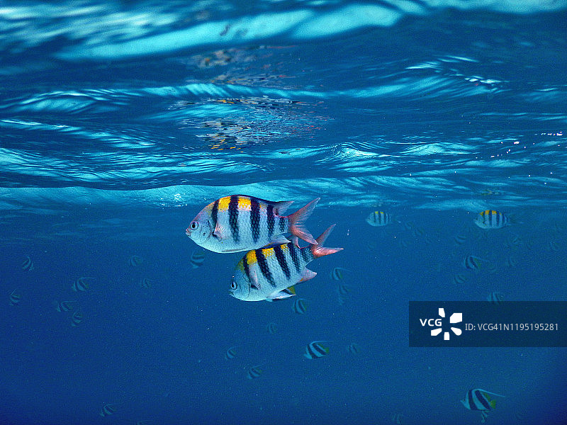 马尔代夫菲哈后岛六带刺盖鱼图片素材