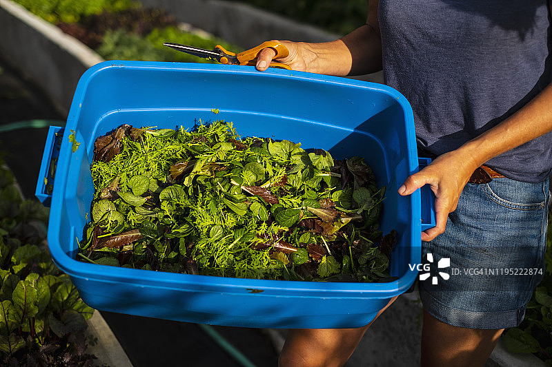 农民在垃圾箱里采摘新鲜的沙拉蔬菜图片素材